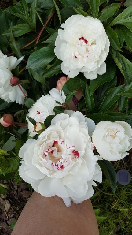 Vila Julija 블레드 외부 사진