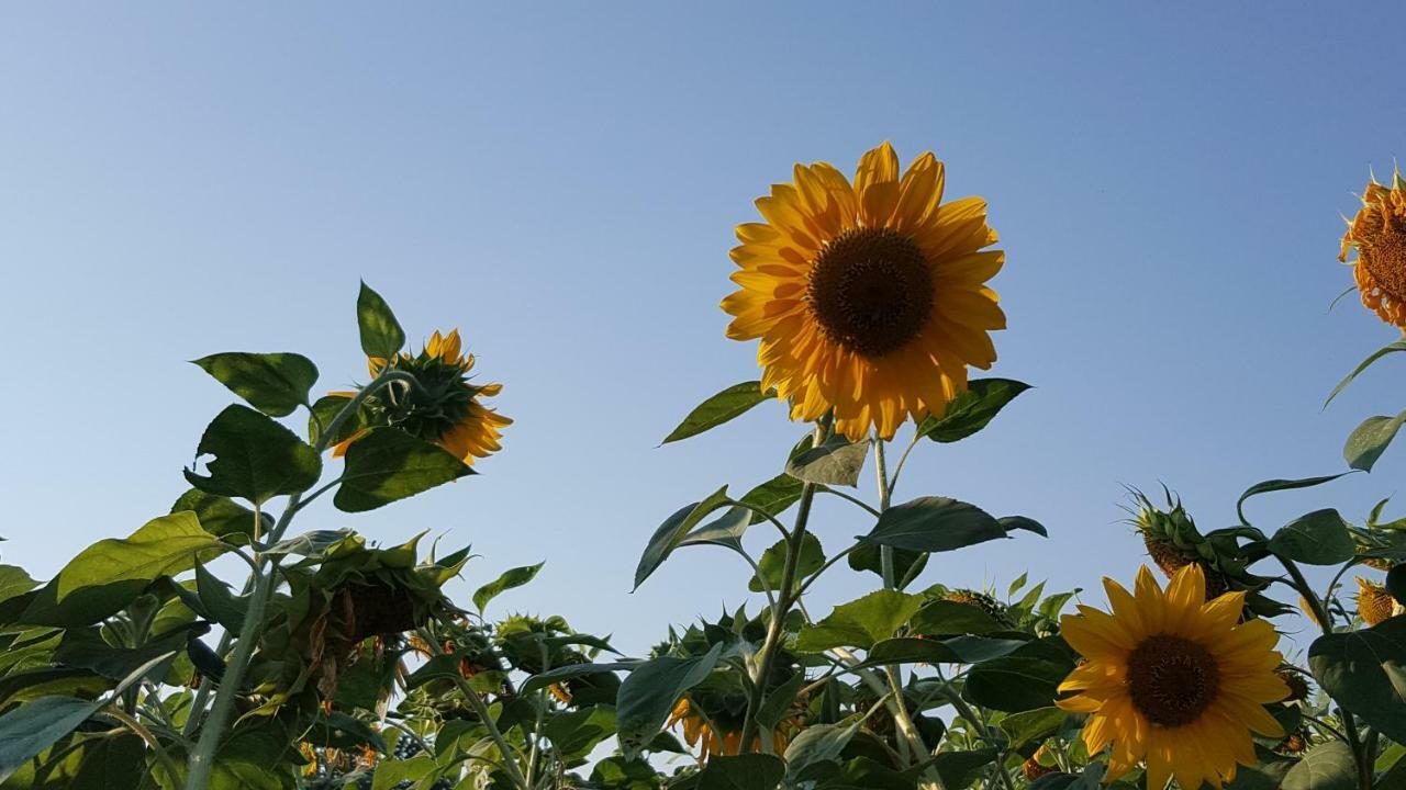 Vila Julija 블레드 외부 사진