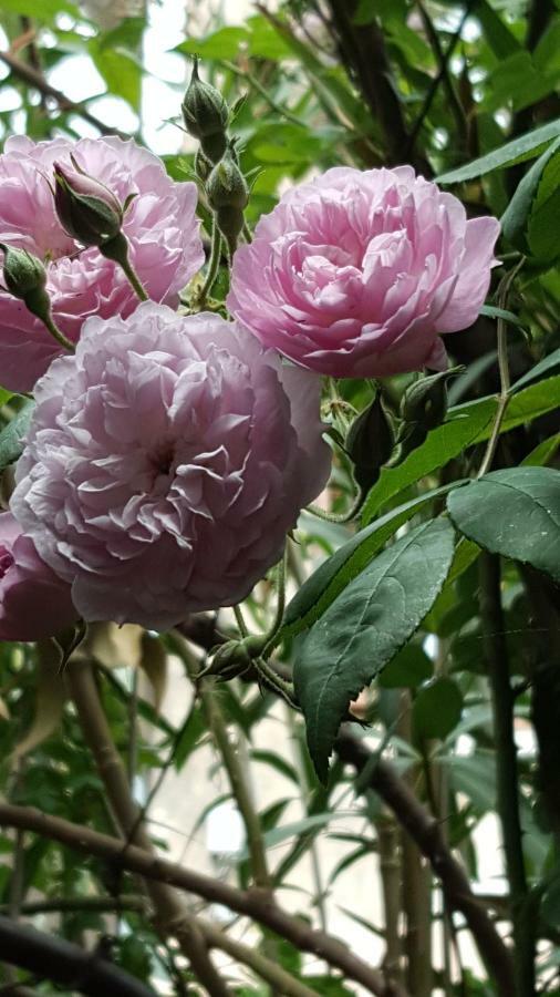 Vila Julija 블레드 외부 사진
